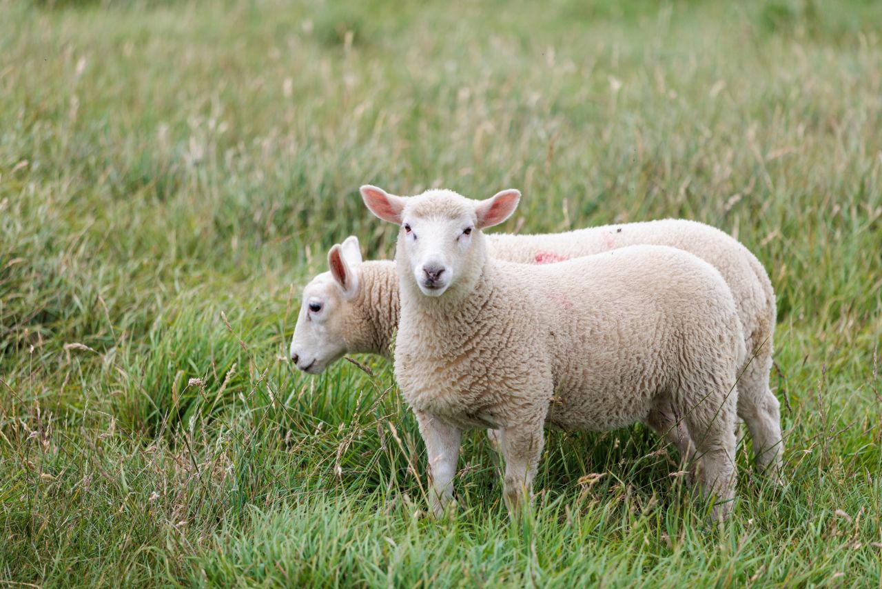 Where Was The Sheep Detectives Filmed — Two sheep standing on a grassy hill